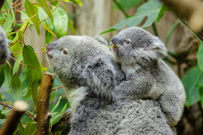 Koalas: In leafy tree, a stocky gray furry animal with her baby on her back. They look the same, but the baby is smaller.
