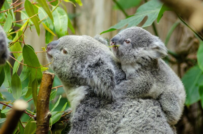 Koalas: Gray, furry animal with her baby on it. They look the same, but the baby is smaller. There are green leaves around them.