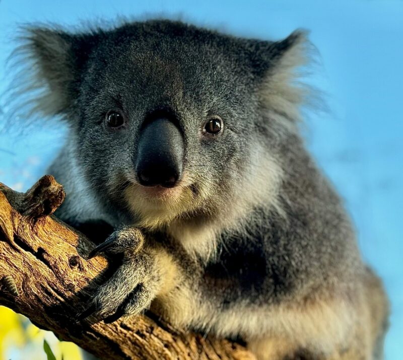 Close up of a furry animal with short ears and a big black nose. It looks like it is smiling at the camera. It is holding on a tree branch. Its fingers are visible.