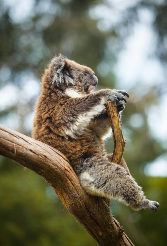 Blocky brown and white animal sitting on a tree limb and holding on to a projecting stub with its front paws.