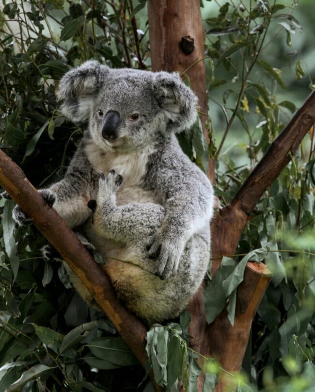 Furry animal with a big, black nose, big ears on the sides of the head. The animal is sitting wedged between branches.