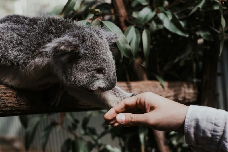 Medium-sized animal holding a human's hand.