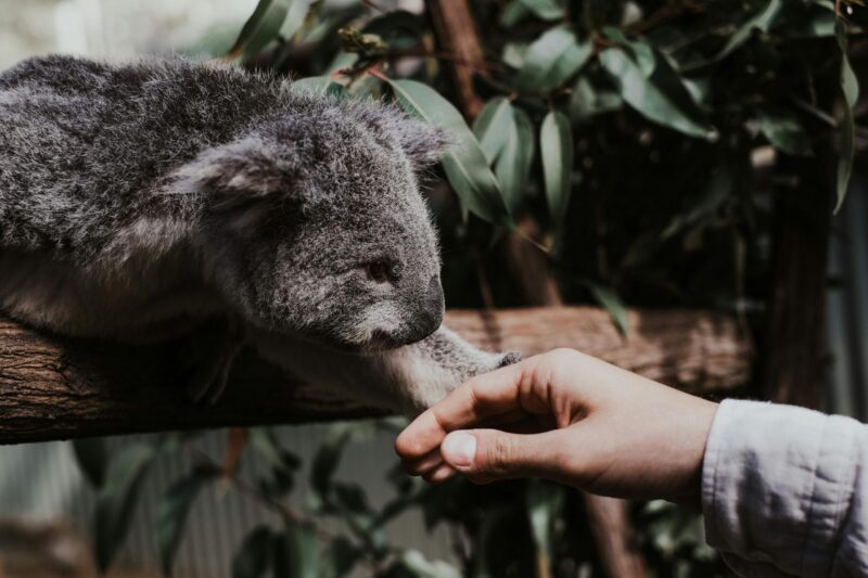 A gray-furred koala perched on a branch, reaching out to touch a human hand.