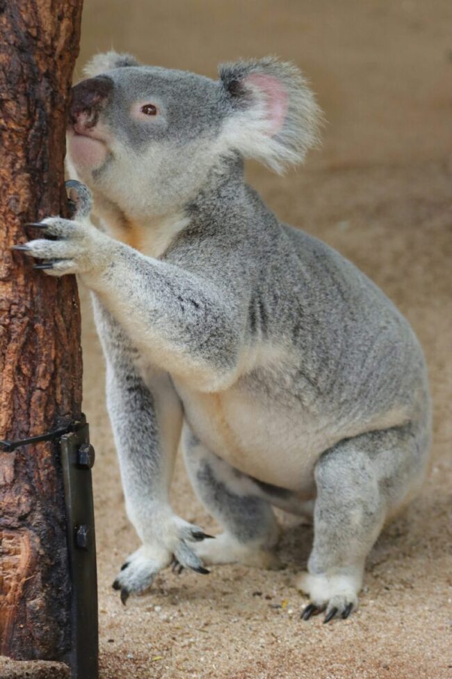 Gray animal with a black nose, beady black eyes, and hairy round ears pink on the inside. It has long black claws.