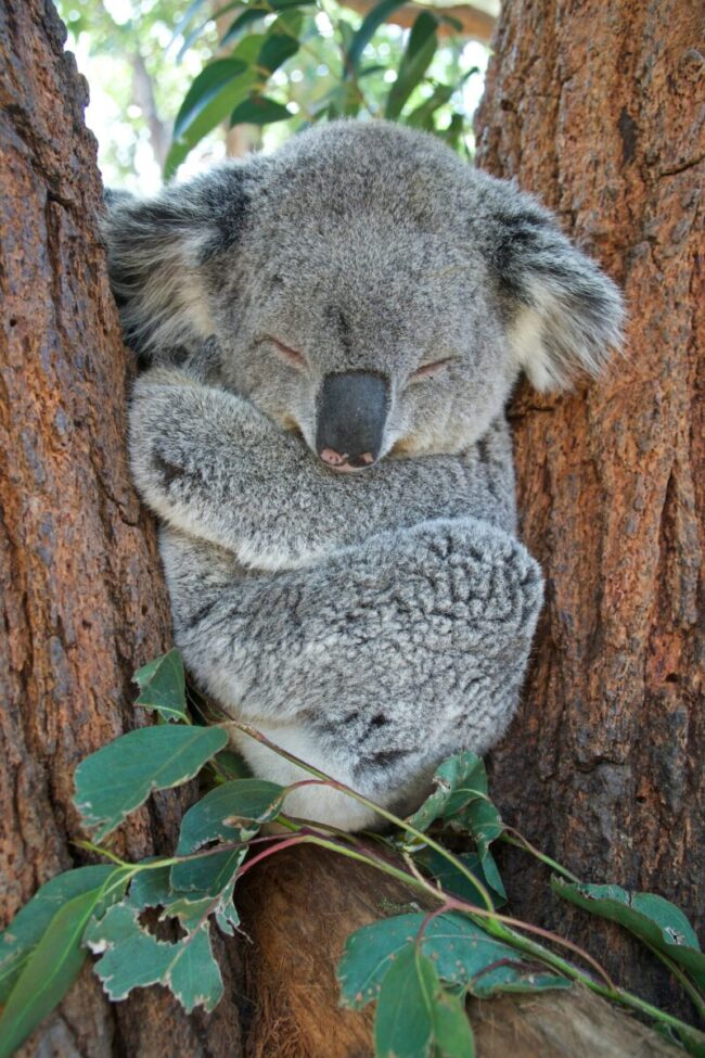 Gray, furry animal with all four legs tucked in, like a ball. It has its head down and its eyes are closed.