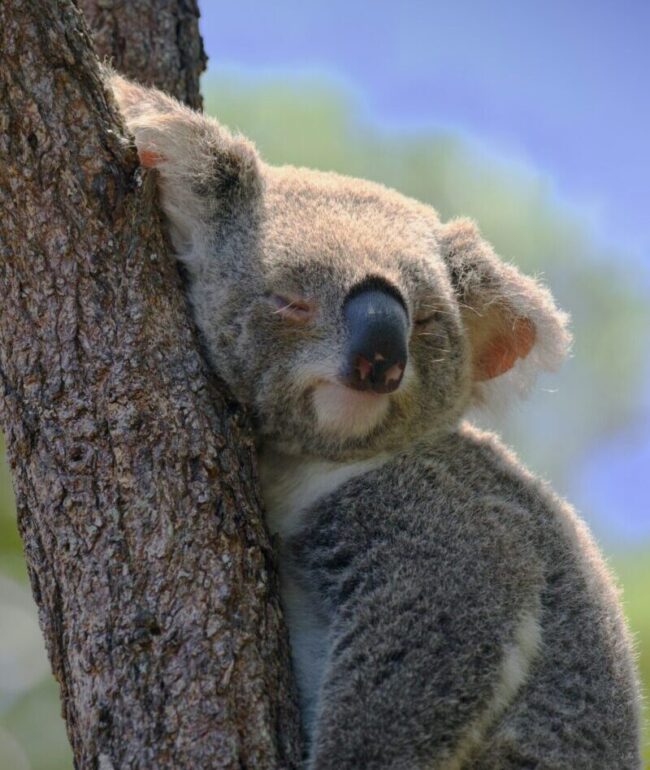 A gray furry animal with large ears and a big black nose resting its head on a tree trunk. It has its eyes closed.