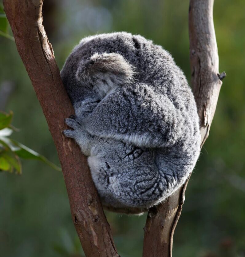 Animal creating a ball with all its limbs together and its face hidding between its hands. It is held between 2 branches.