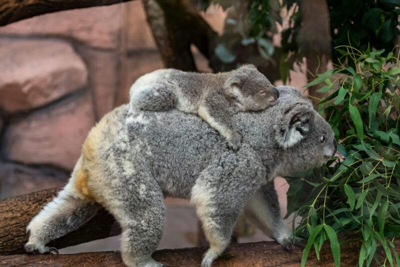 Stocky gray furry animal walking on its 4 legs on a branch. Its baby, with closed eyes, lies along its back.