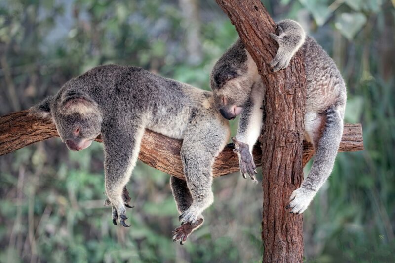 Two koalas lying draped over branches, their legs hanging down, fast asleep.