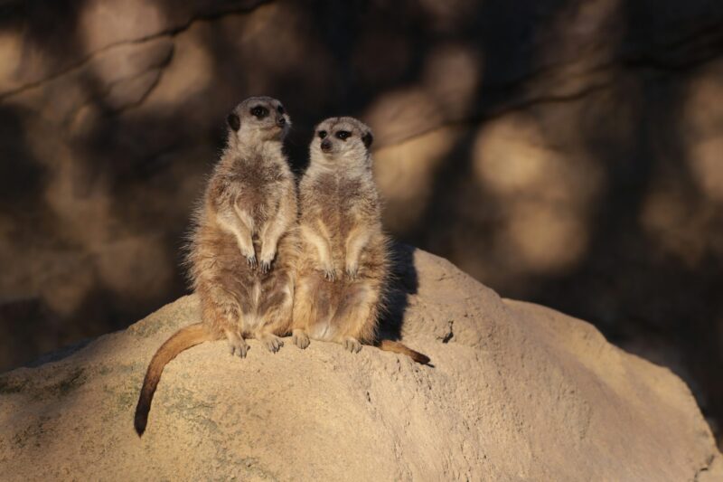 Two brown animals sitting up on their hind legs on a rock, they look like chatting to each other.