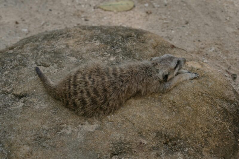 Meerkats: Brown animal with black stripes on its back lying on top of a rock.