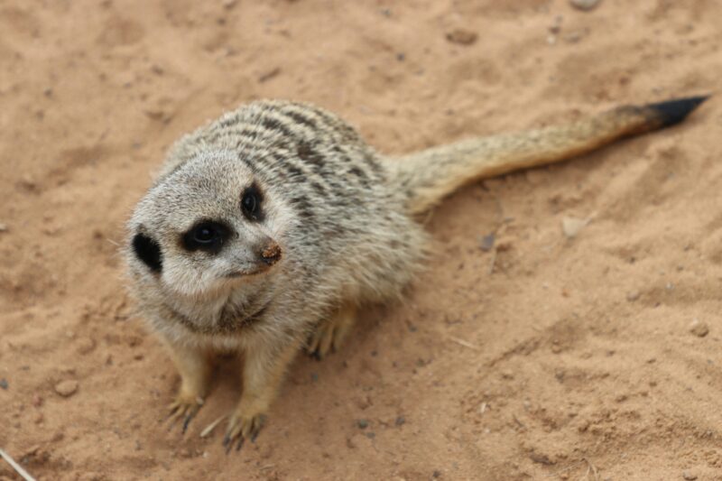 Small gray animal with black ears, black around eyes and in stripes on its back, and black tip of the tail.