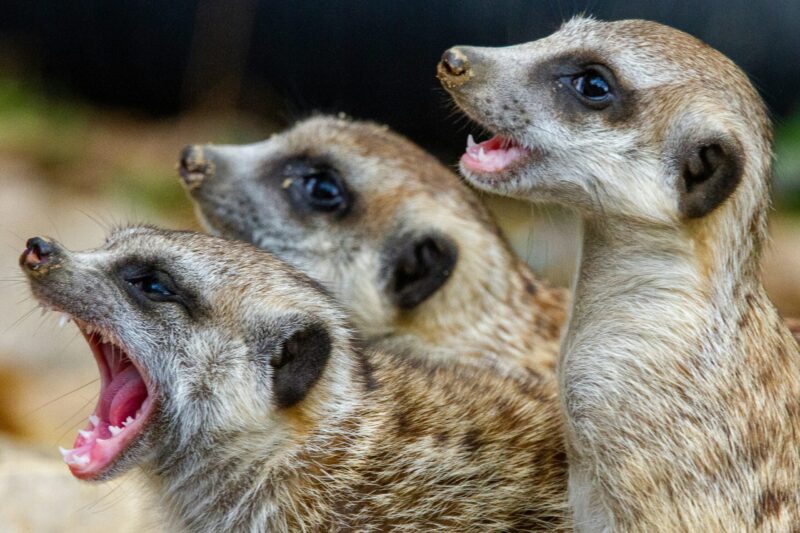 Three animals looking to the left, one with wide open mouth showing small, sharp teeth.