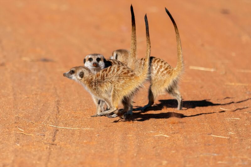 Three brown 4-footed animals with their long, black-tipped tails vertical. Their back have black dots.