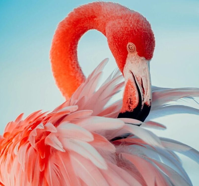 Bright pink bird with long neck preening.