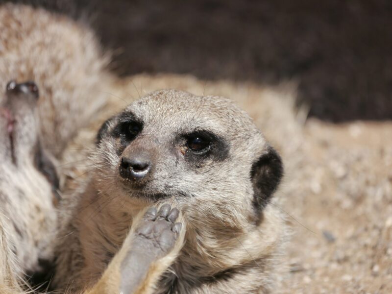 Closeup of an pointy-nosed, gray animal lying on its back, with a hind leg up and its toes visible.