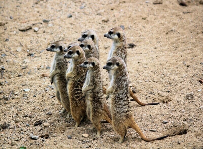 Cluster of 8 small animals standing on their hind legs leaning on stiff tails, all looking left.