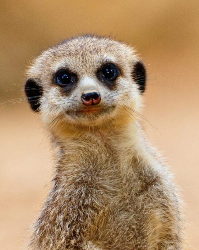 Brown animal looking at the camera. It looks like it is smiling. It has whiskers and black ears and eye area.