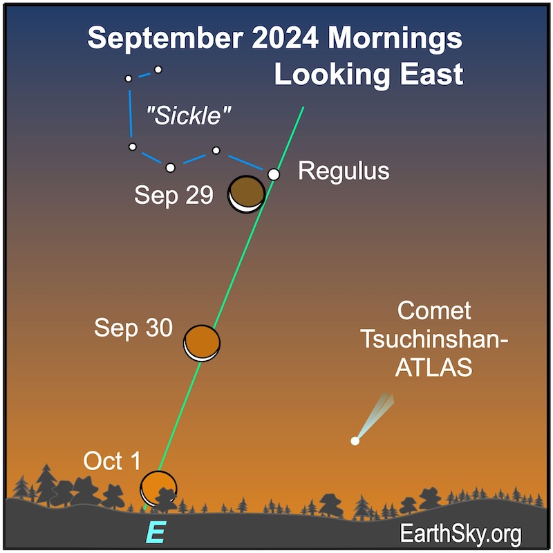 The waxing crescent moon over three days near Regulus and the Sickle and Comet Tsuchinshan-Atlas.