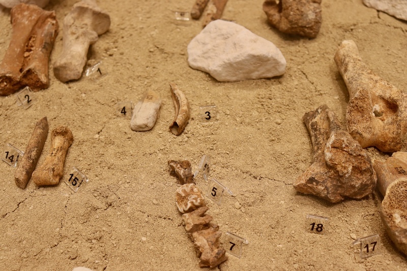 Brown-colored bones and teeth on a light brown ground. 