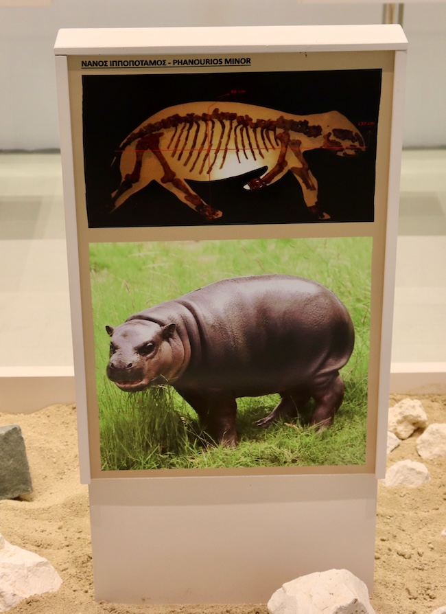 A museum display showing fossils at the top, and an artist depiction of the animal, a stout brown creature, at the bottom.