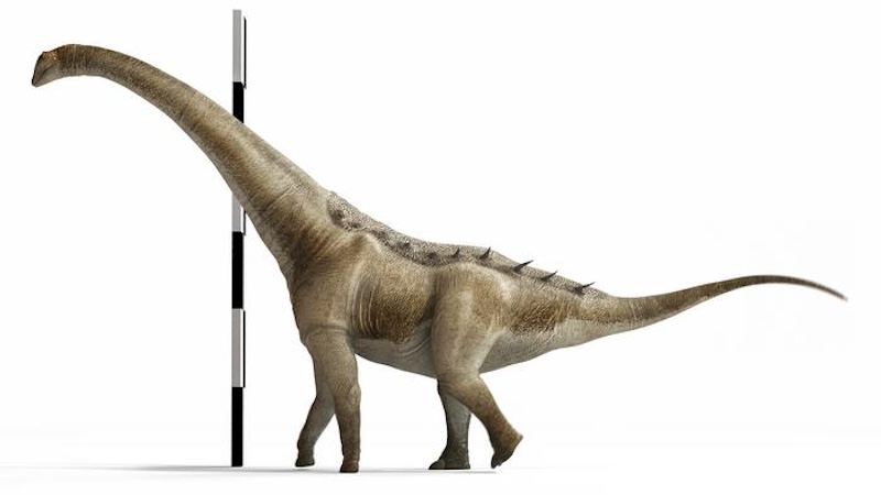 A brown 4-legged dinosaur with a long neck and tail, its head 6 meters (yards) from the ground.