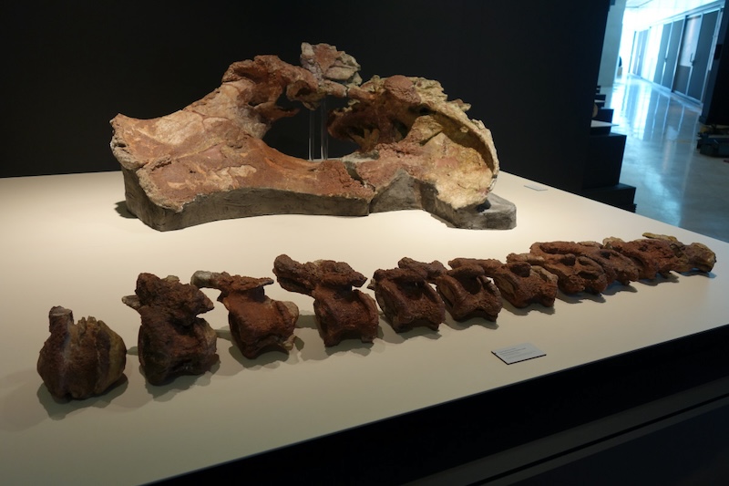 Brown fossil bones, part of a pelvis and a line of 11 vertebral bones lying on a table.