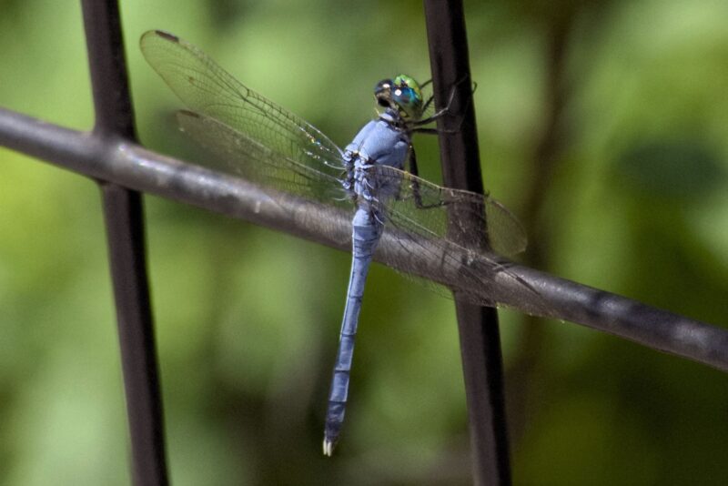 Blue, thin insect with transparent wings wide open.