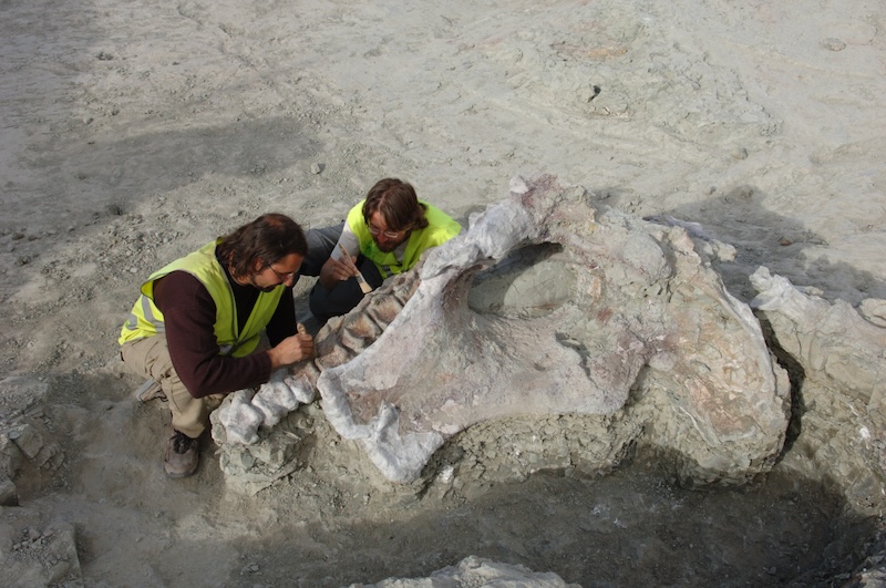 Two people digging up a huge fossil pelvis and line of backbones from gray rock.