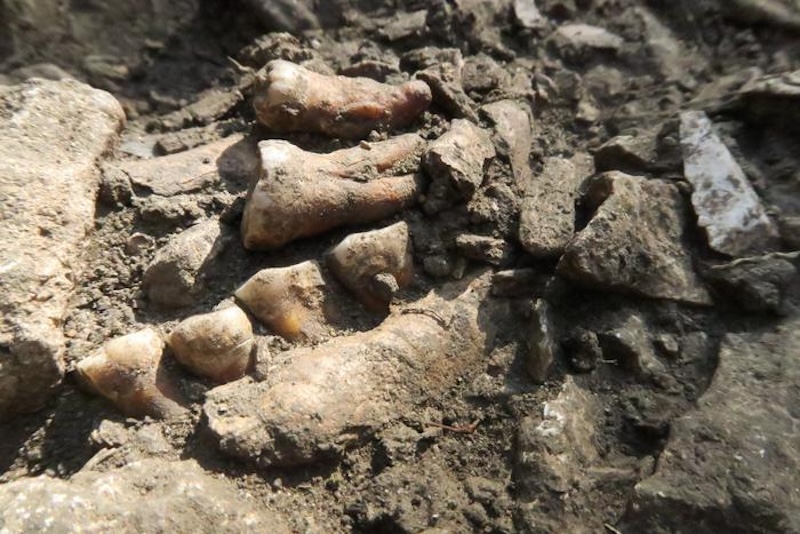 Light brown fossil bones and teeth embedded in gray soil. 