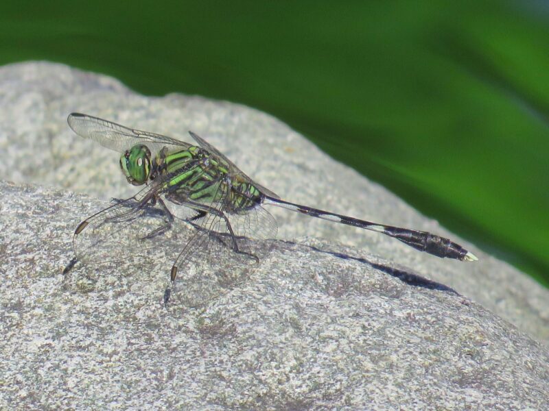 Insect with a big, green and black body and a long, thin, black and white tail on a rock.