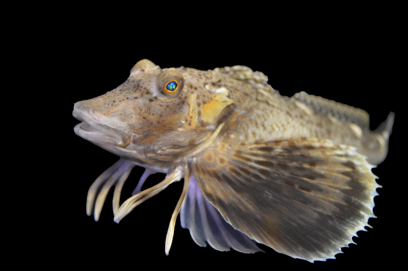 Sea robins use their legs to taste the seafloor