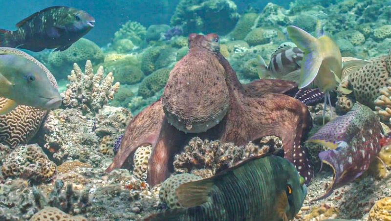 Octopuses punch: Octopus on seafloor at center with different fish around it.