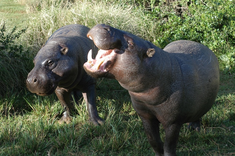 Dwarf hippos: Two small portly dark brown hippos, one with wide open mouth showing big lower fangs.