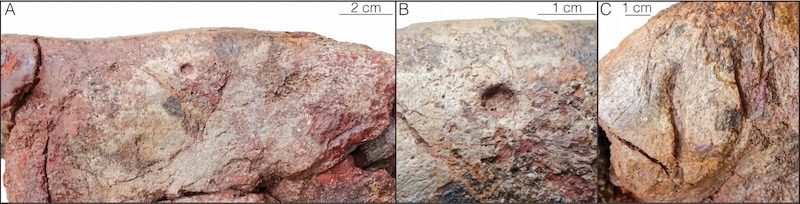 Gray-brown fossil bone with round puncture holes and long, straight grooves.