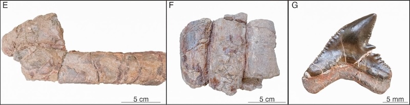 Gray-brown fossil bones with long, straight grooves. A small, triangular, black shark's tooth.