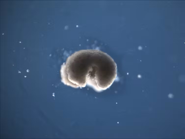 Upside-down U shaped fluffy bit with white dots around it and blue background.