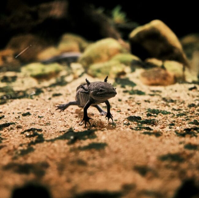 Black creature on a sandy sea floor. It has 4 thin legs with long toes.