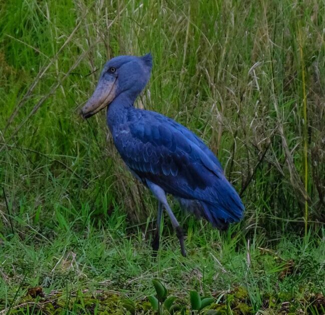 Tall blue bird standing on grass. It has long, thin, blue legs, and a large pinkish and blue beak.