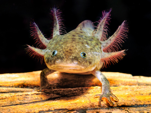 Close up of a dark green animals with brown dots and 3 long branch-like gills coming out from each side of the head. It is walking on its front legs, with 4 little fingers on each one.