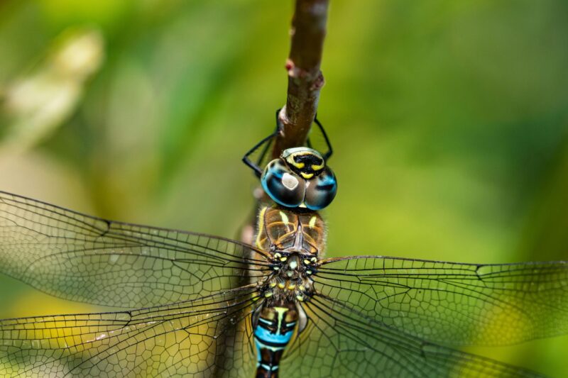 Blue and yellow insect perched backward. It has 4 wide open, transparent wings.