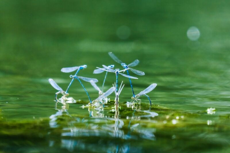 A group of blue insects with transparent wings touching a water surface. The end of their body is underwater.