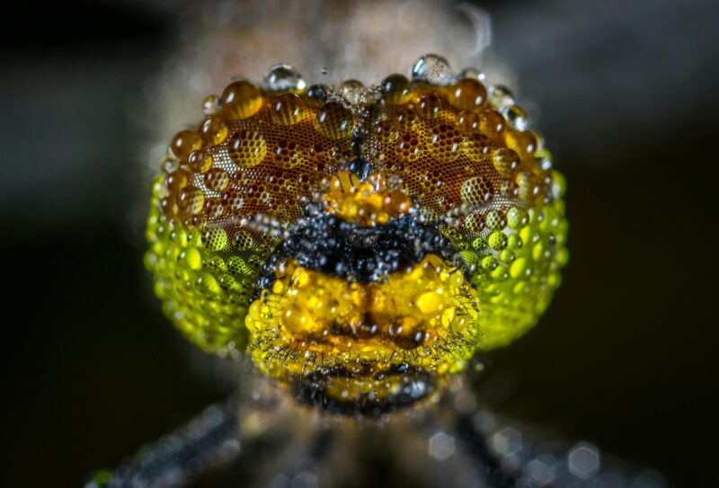 Dragonflies: Head of an insect covered in tiny drops of water. The head looks brown at top, yellow at bottom and green on the sides.