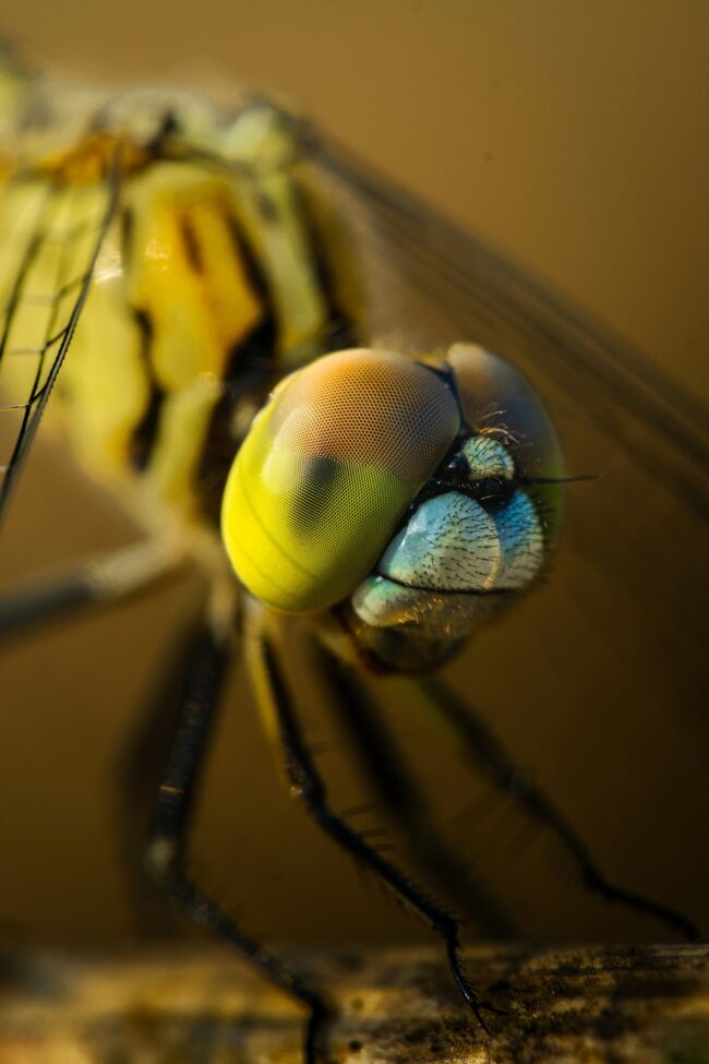 Closeup of the head of a yellow insect with huge orange and yellow eyes made up of thousands of tiny cylinders.