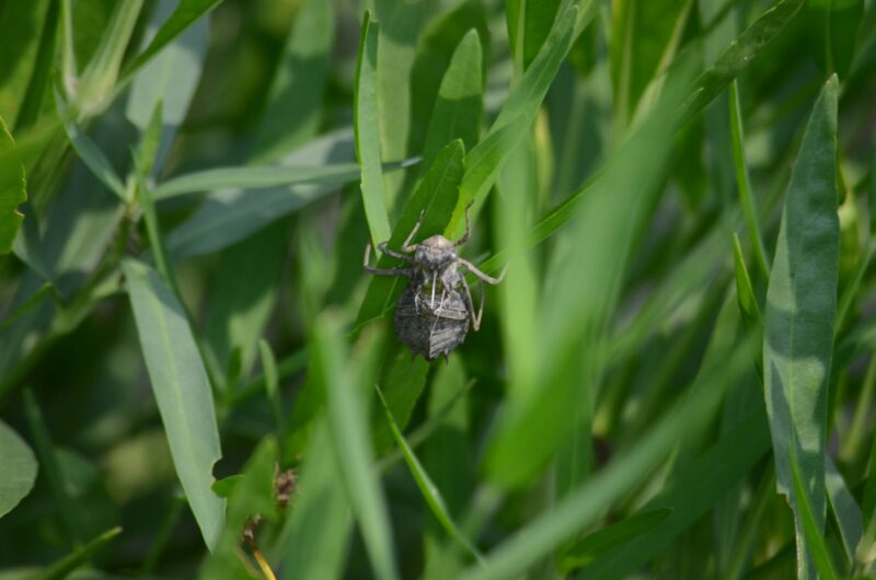 Small, round, dark insect perched on a long leaf.