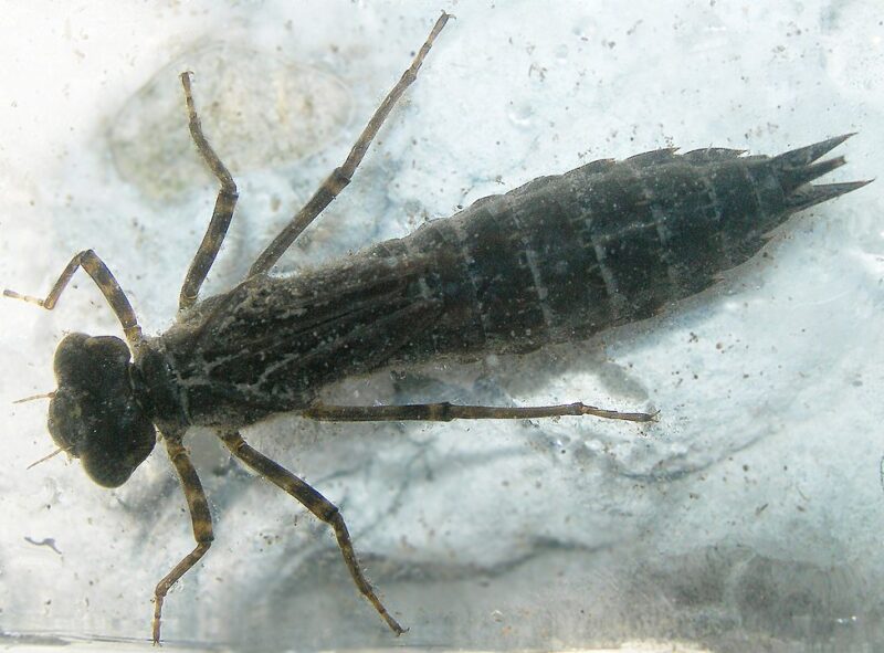 Dark insect underwater. It has 6 legs, 2 small antennae and a long, thin body that ends in 3 peaks.