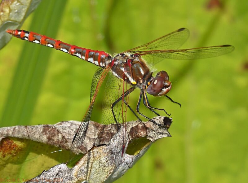 Brown insect with 6 long and thin legs, and a brown and red body.