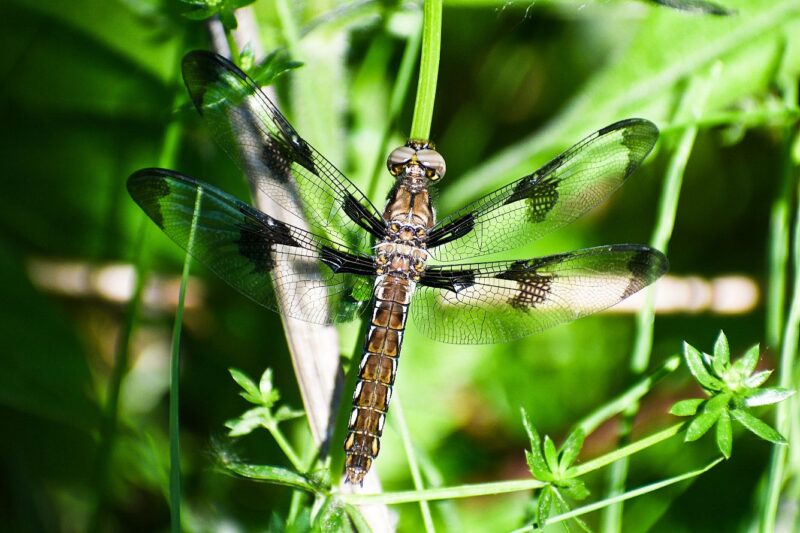 Long and thin insect with a brown body and 4 transparent wings that have some darker spots.