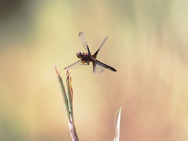 A long, thin insect in flight. It has 4 outstretched wings making an X.