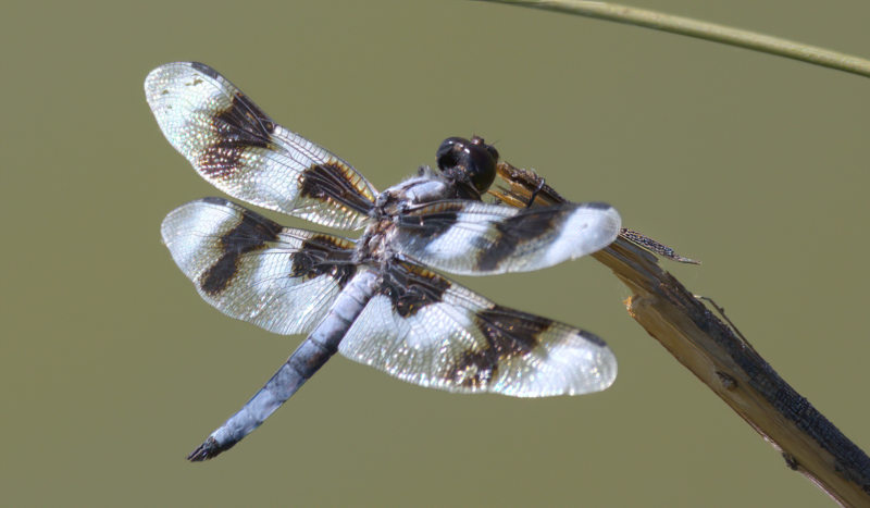 A thin and long insect perched on a little branch. It has a round head. Its wings are transparent, white and brown.